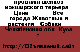 продажа щенков йокширского терьера › Цена ­ 25 000 - Все города Животные и растения » Собаки   . Челябинская обл.,Куса г.